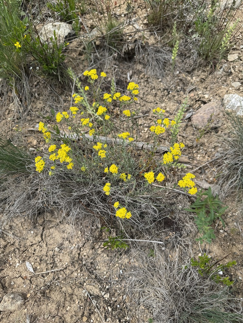 Odontarrhena pateri photo 6