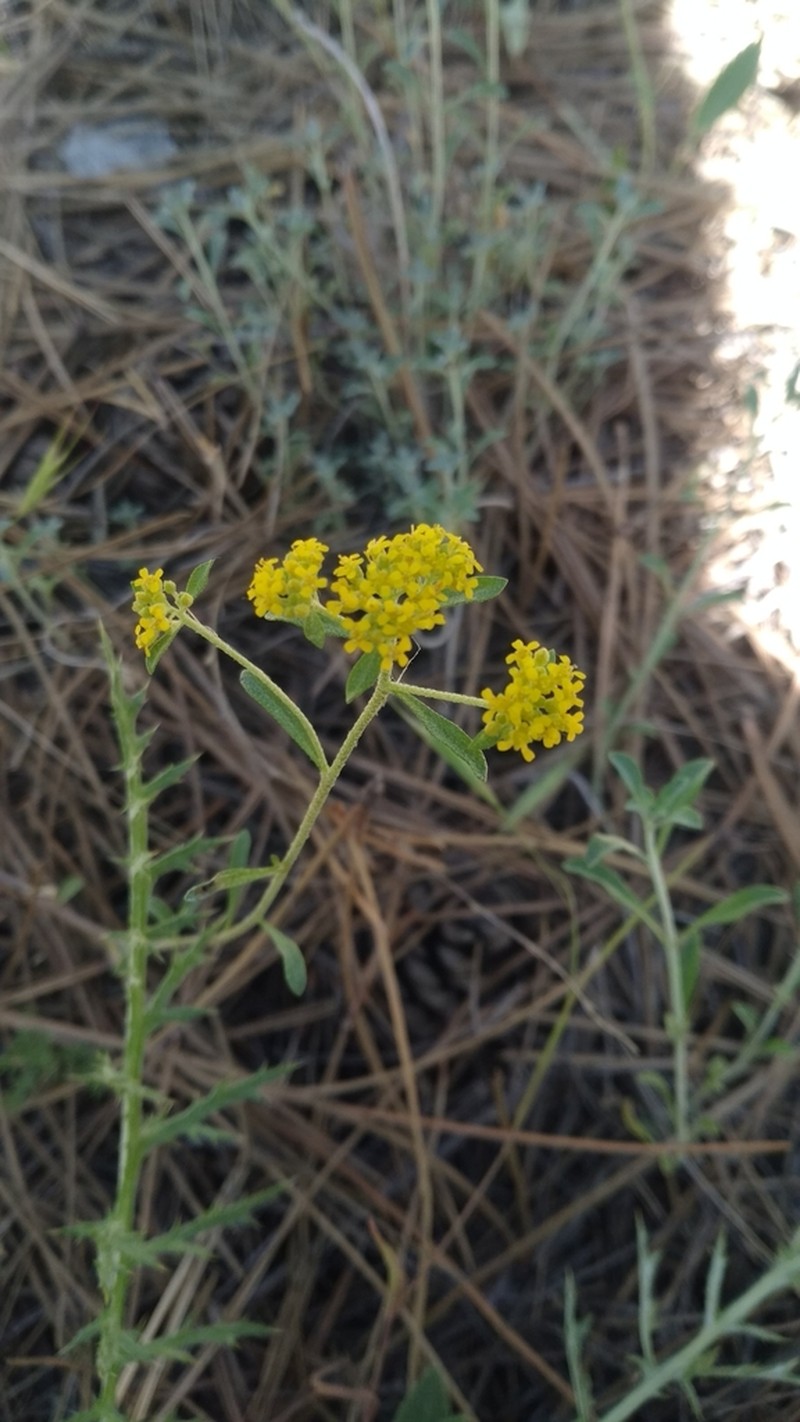Odontarrhena pateri photo 7