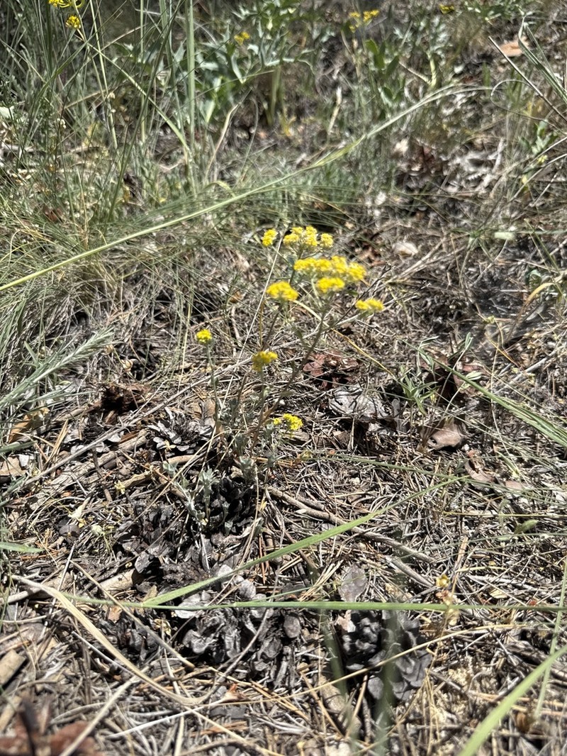 Odontarrhena pateri photo 8