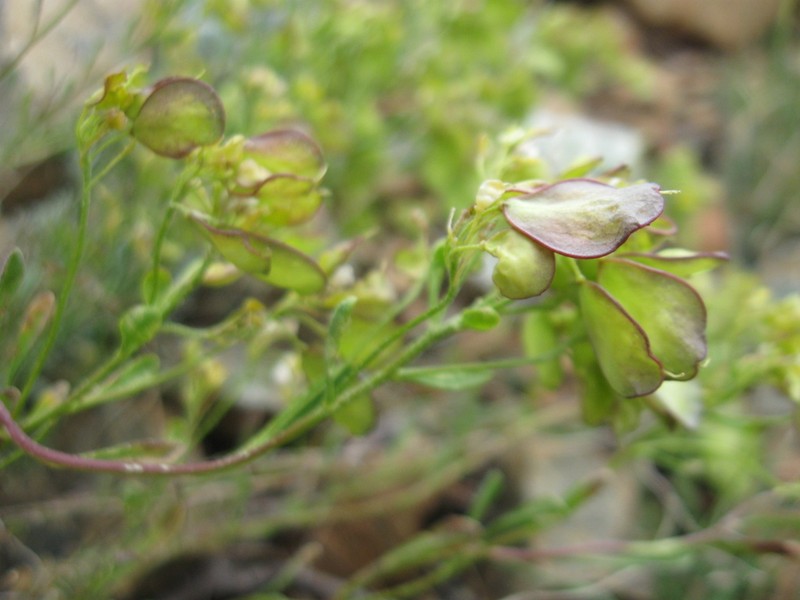 Odontarrhena peltarioidea