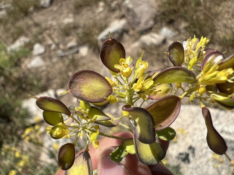 Odontarrhena peltarioidea photo 2