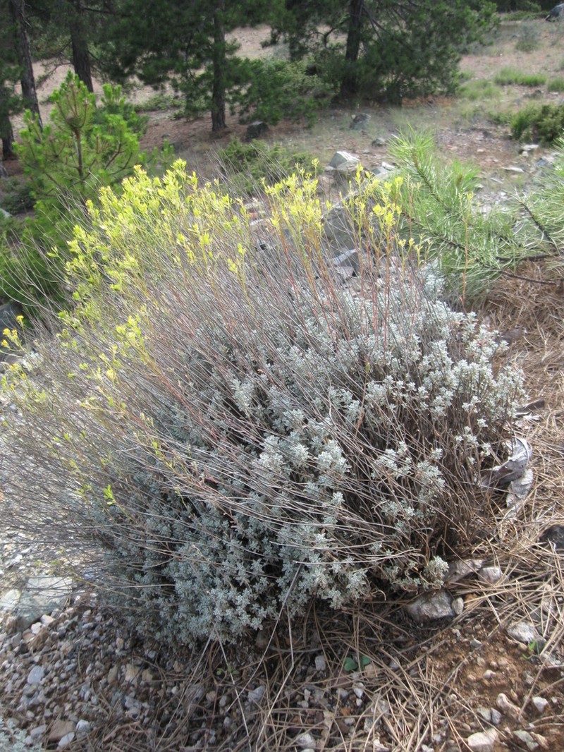 Odontarrhena peltarioidea photo 3