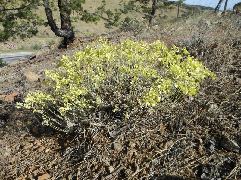 Odontarrhena peltarioidea photo 4
