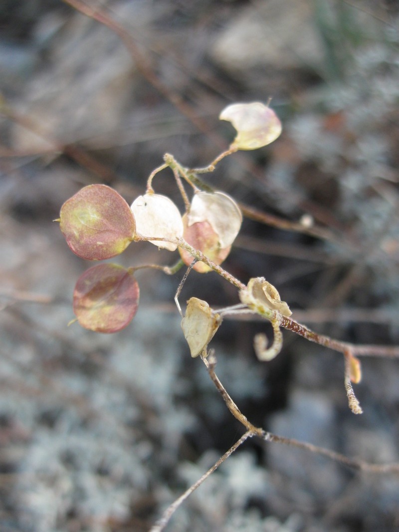 Odontarrhena peltarioidea photo 5