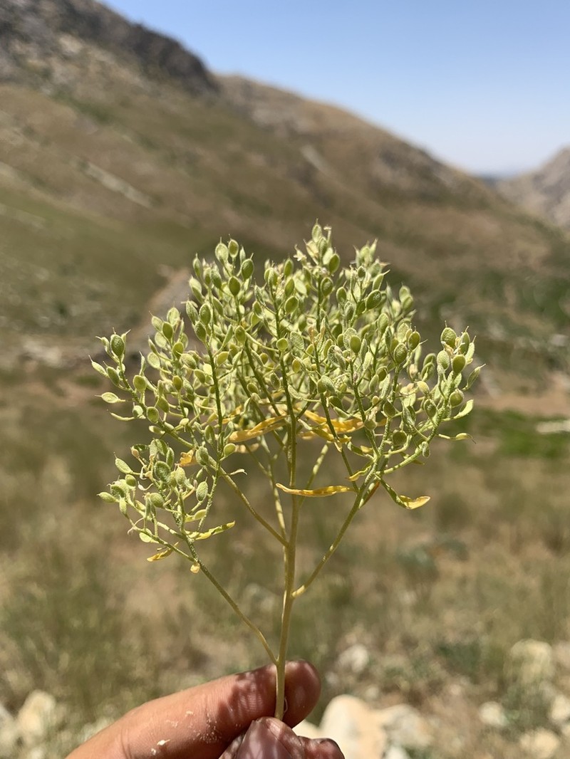 Odontarrhena penjwinensis