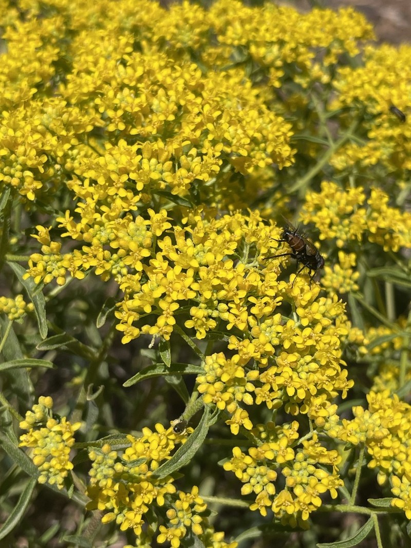 Odontarrhena penjwinensis photo 2