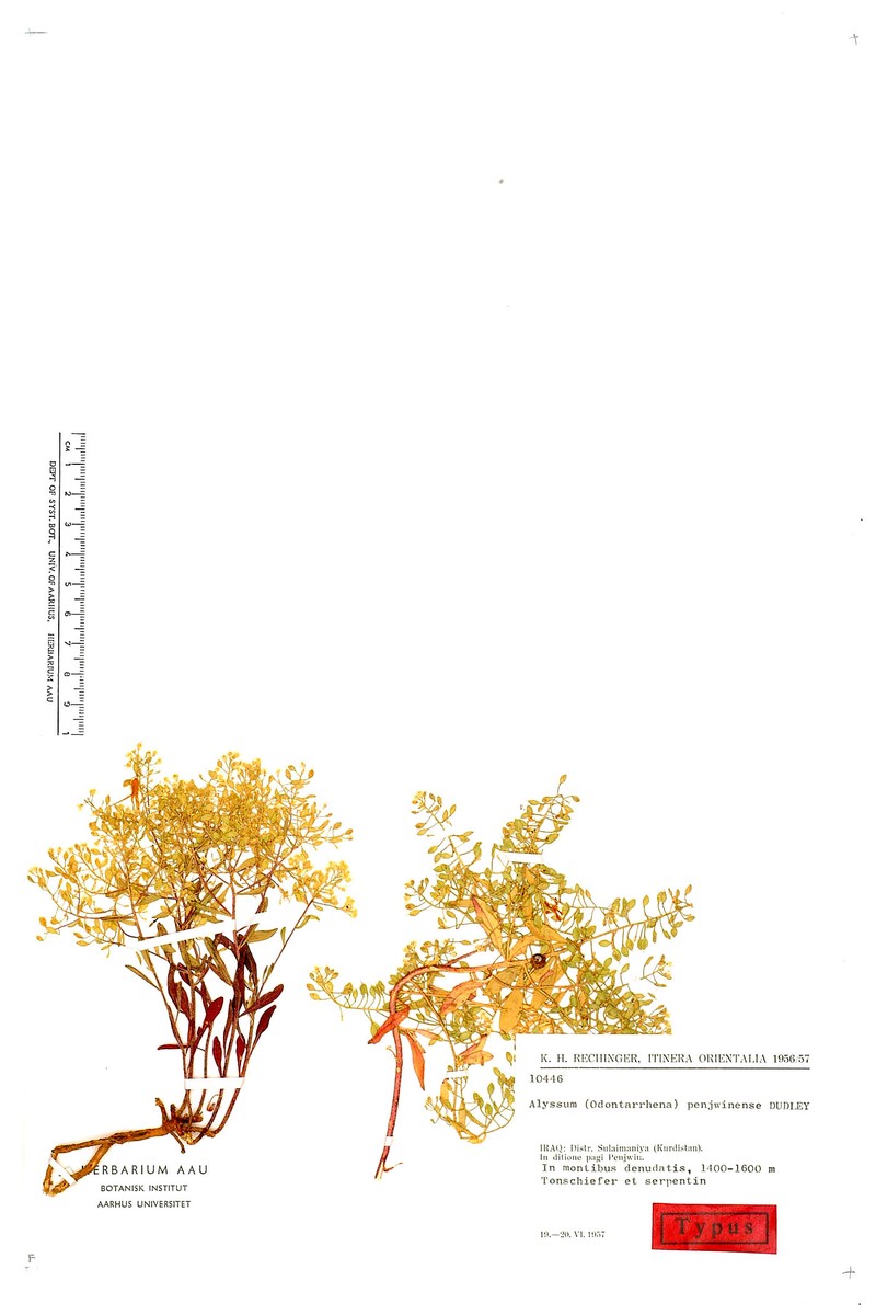 Odontarrhena penjwinensis photo 3