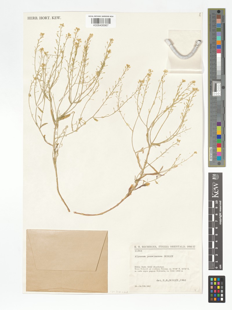 Odontarrhena penjwinensis photo 4