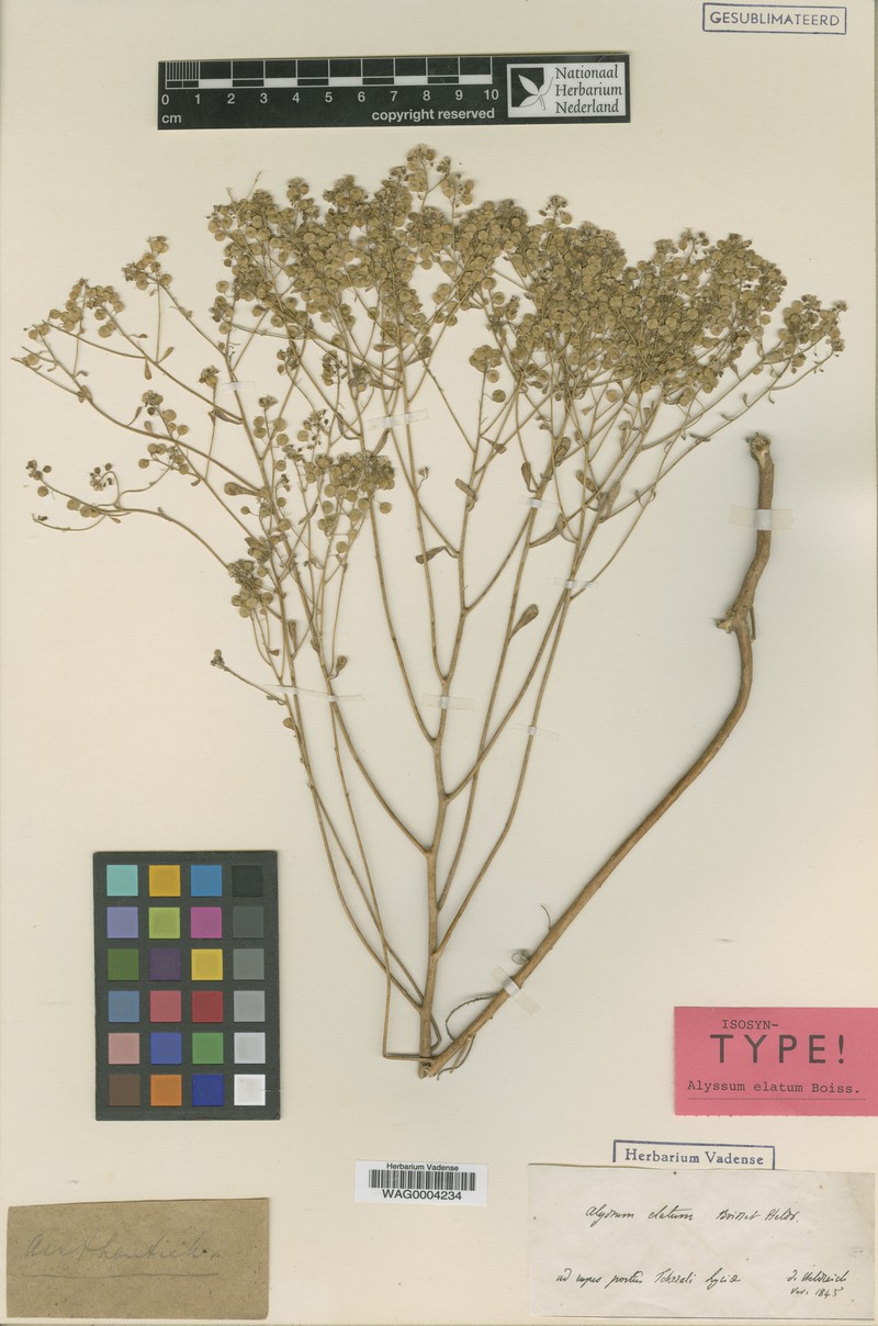 Odontarrhena pterocarpa