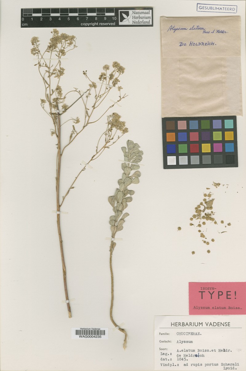 Odontarrhena pterocarpa photo 2