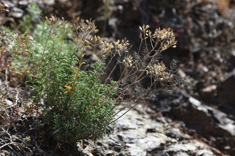 Odontarrhena rigida
