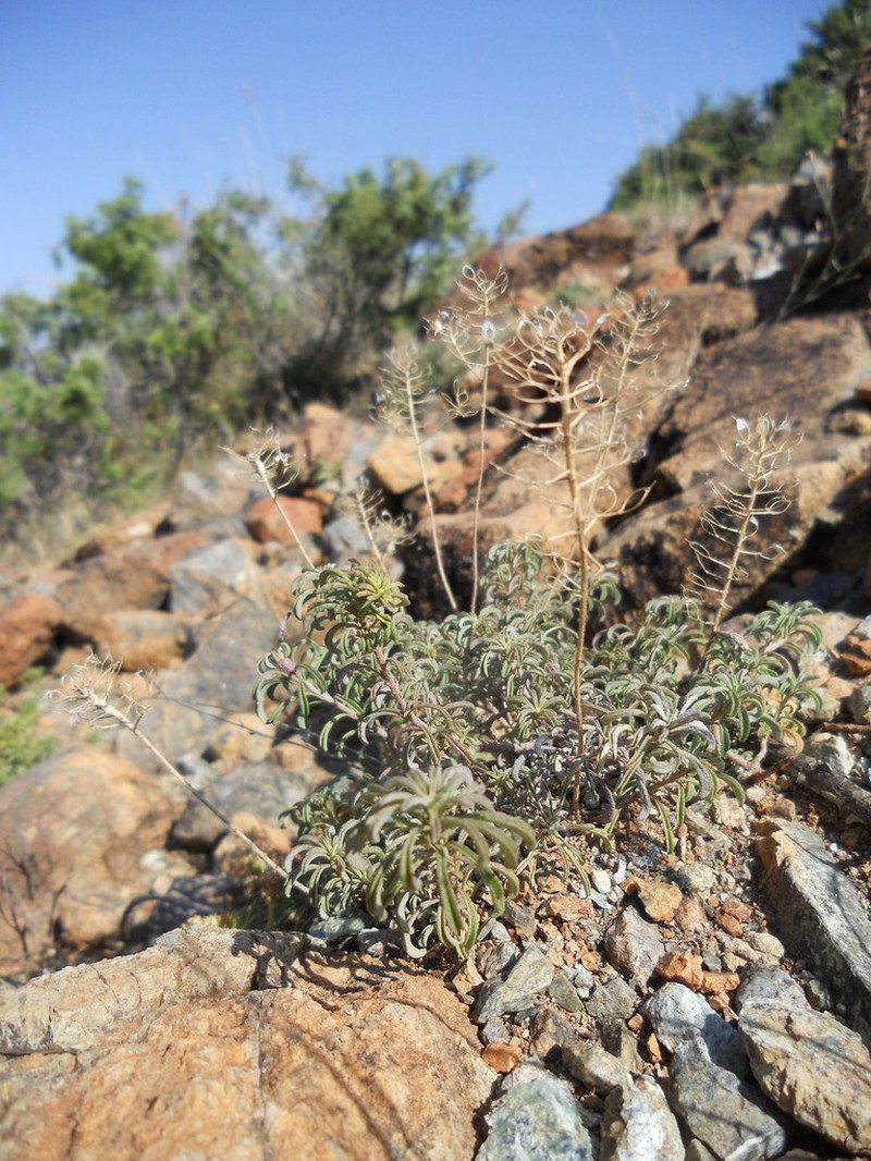 Odontarrhena rigida photo 2