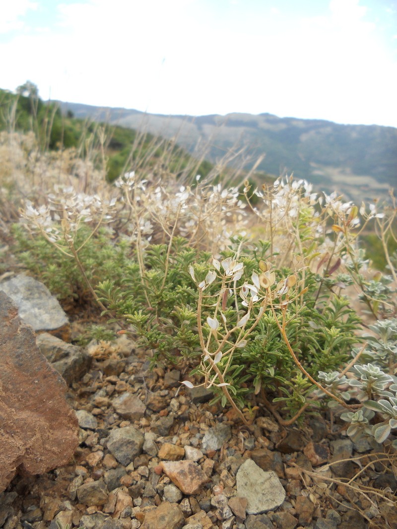 Odontarrhena rigida photo 3