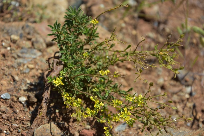Odontarrhena rigida photo 4