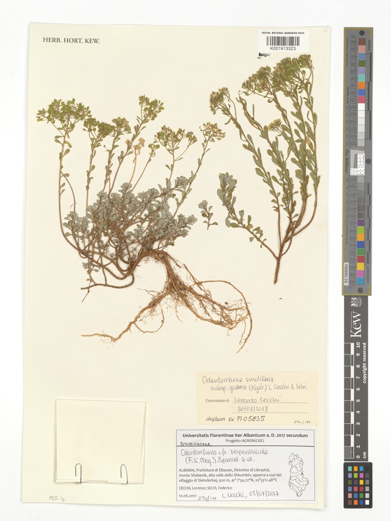 Odontarrhena serpentinicola