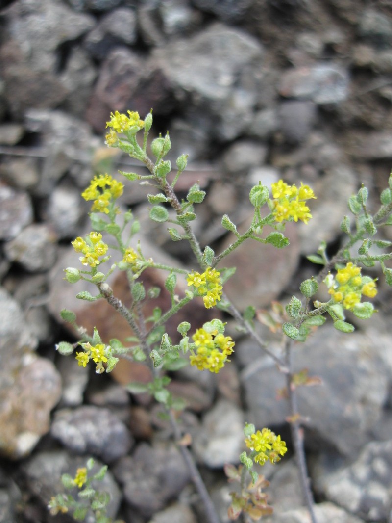 Odontarrhena sibirica