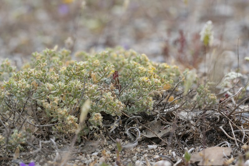 Odontarrhena sibirica photo 2