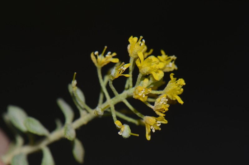 Odontarrhena sibirica photo 3