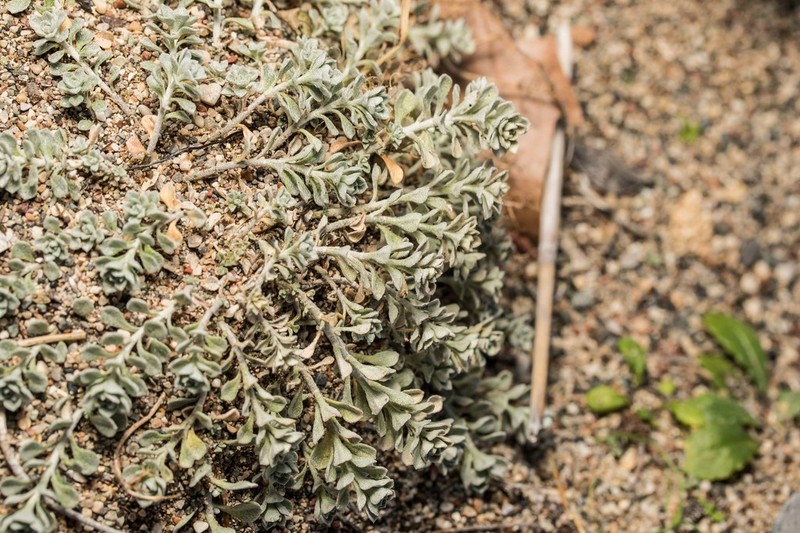 Odontarrhena sibirica photo 5