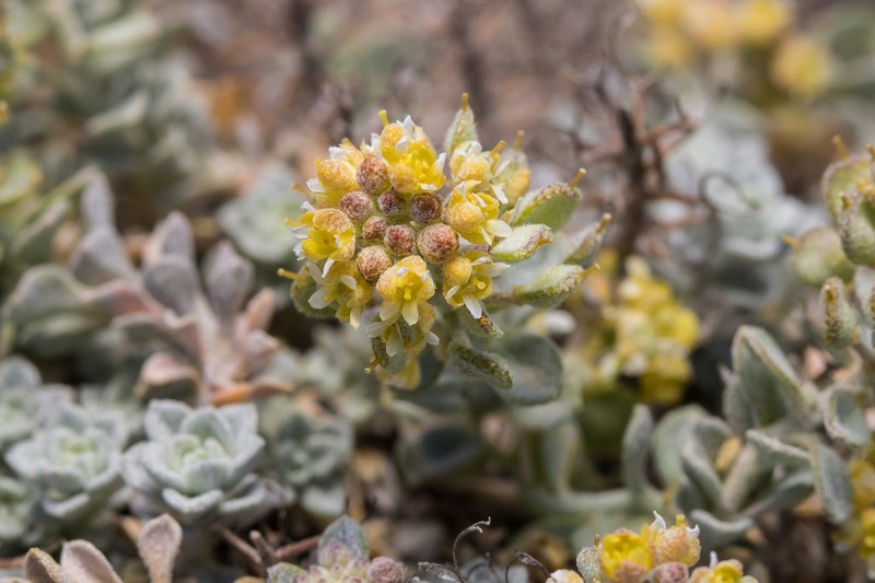 Odontarrhena sibirica photo 6