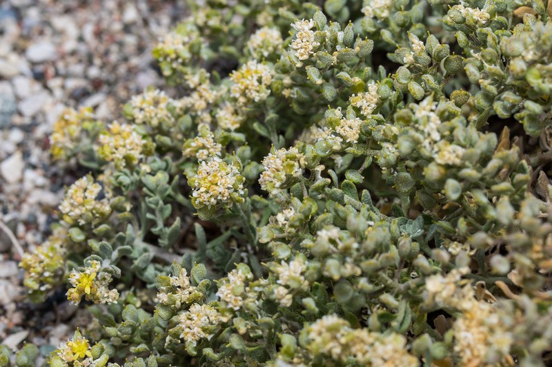 Odontarrhena sibirica photo 7
