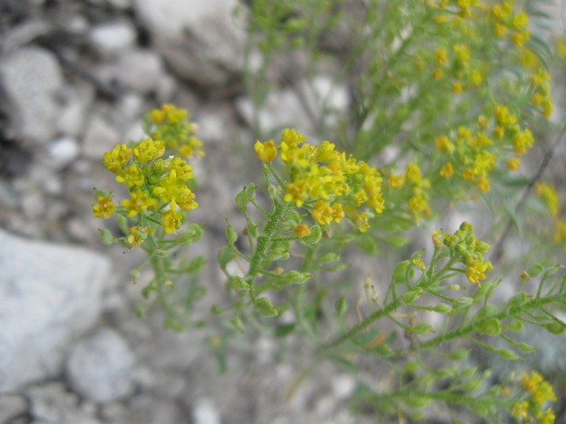 Odontarrhena sibirica photo 8
