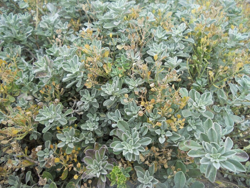Odontarrhena smolikana photo 2