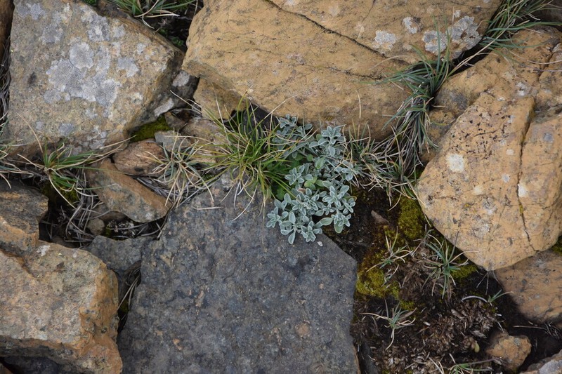 Odontarrhena smolikana photo 3