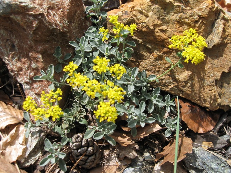 Odontarrhena smolikana photo 4
