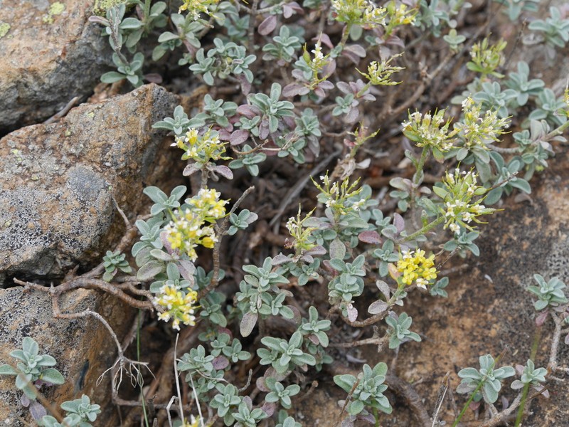 Odontarrhena smolikana photo 5