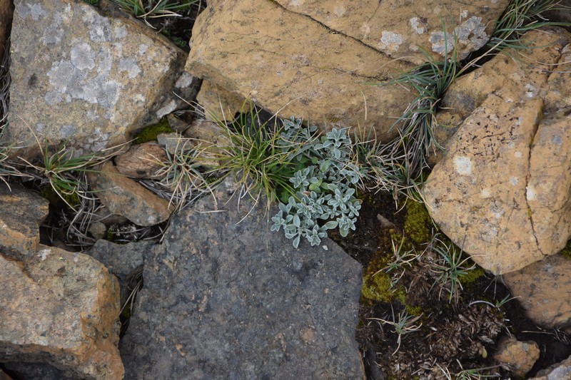 Odontarrhena smolikana photo 8