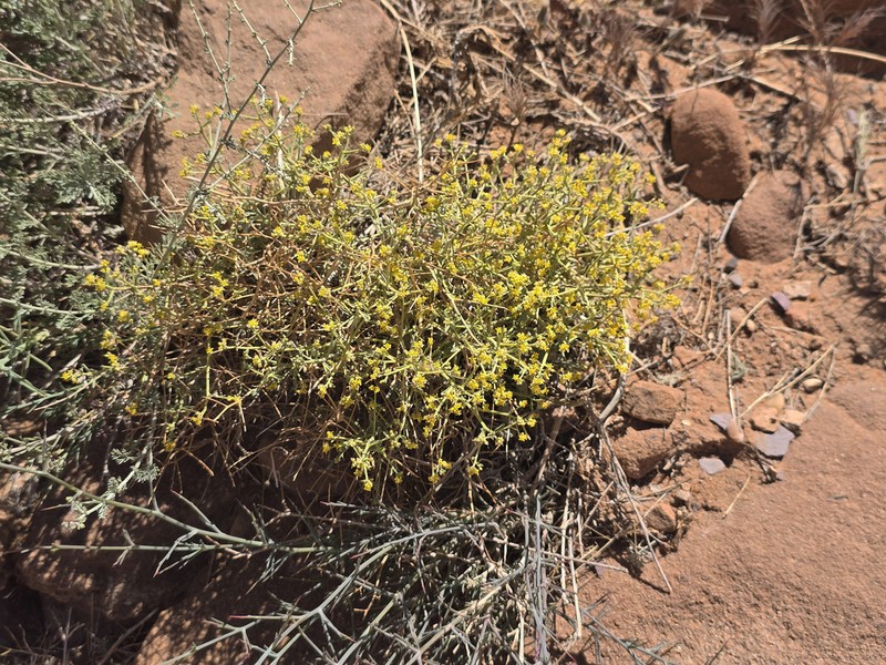 Odontarrhena subspinosa