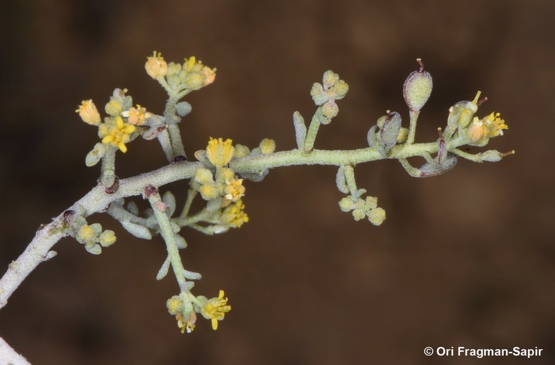 Odontarrhena subspinosa photo 2