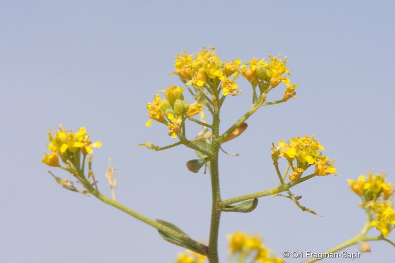 Odontarrhena subspinosa photo 4