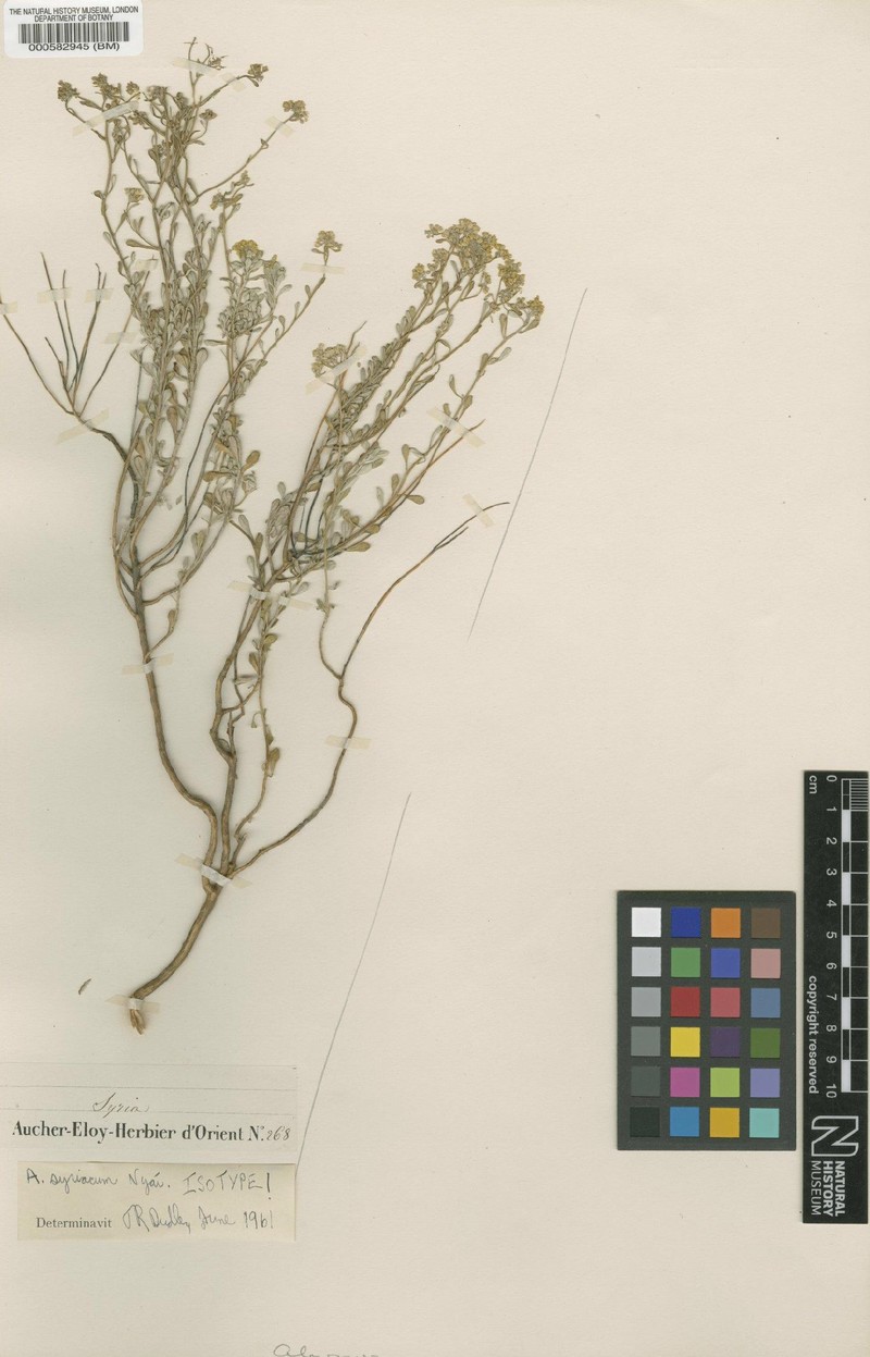 Odontarrhena syriaca