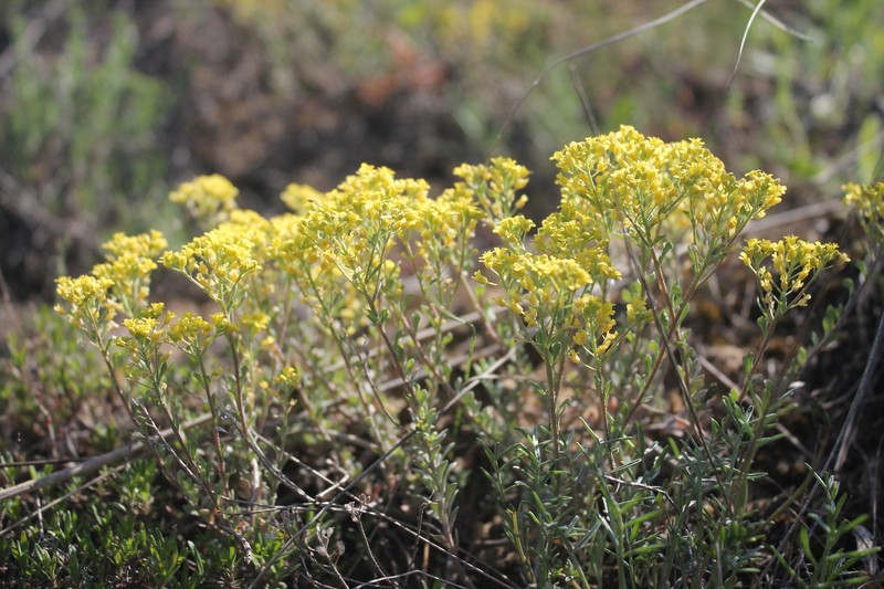 Odontarrhena tortuosa subsp. cretacea