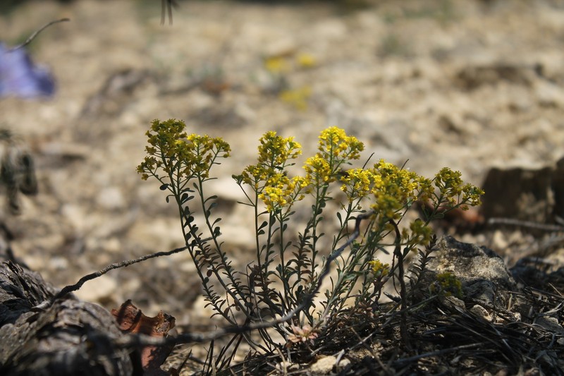 Odontarrhena tortuosa subsp. cretacea photo 2