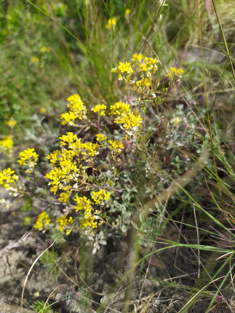 Odontarrhena tortuosa subsp. cretacea photo 3