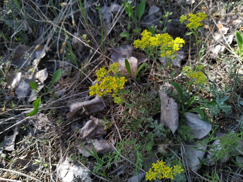 Odontarrhena tortuosa subsp. cretacea photo 4