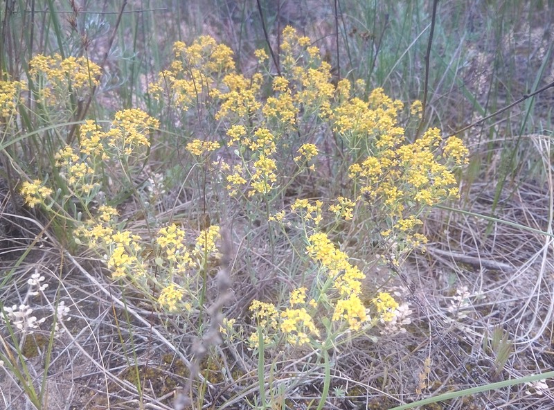 Odontarrhena tortuosa subsp. savranica