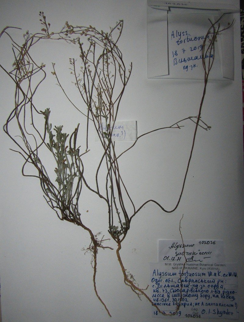 Odontarrhena tortuosa subsp. savranica photo 2