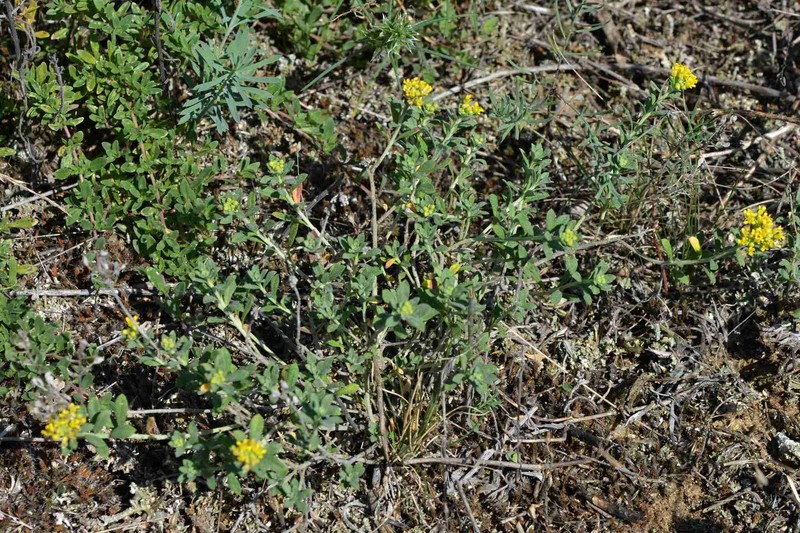 Odontarrhena tortuosa subsp. tortuosa