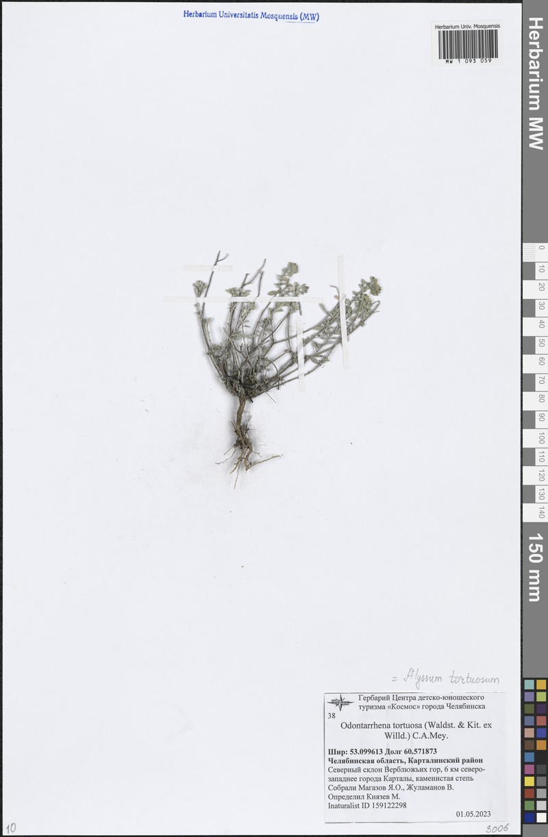 Odontarrhena tortuosa subsp. tortuosa photo 3