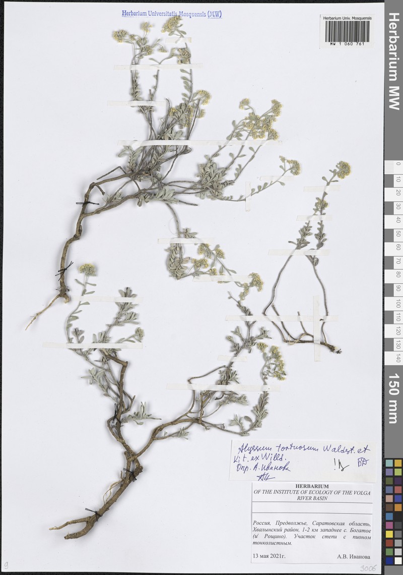 Odontarrhena tortuosa subsp. tortuosa photo 4