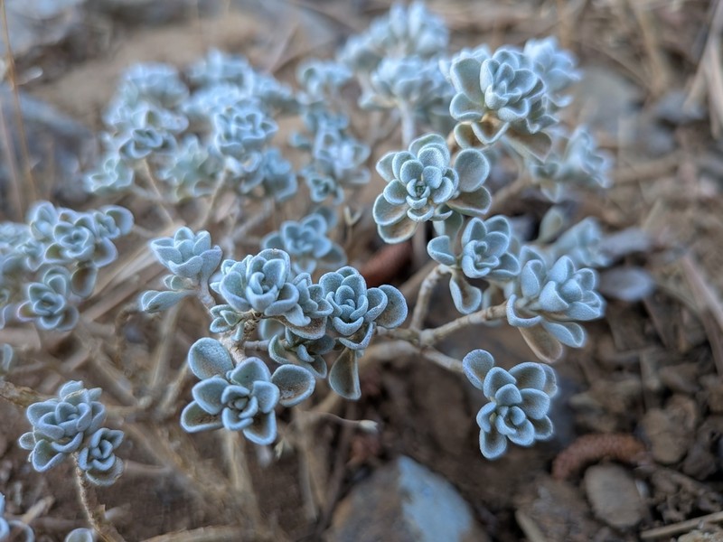 Odontarrhena troodi