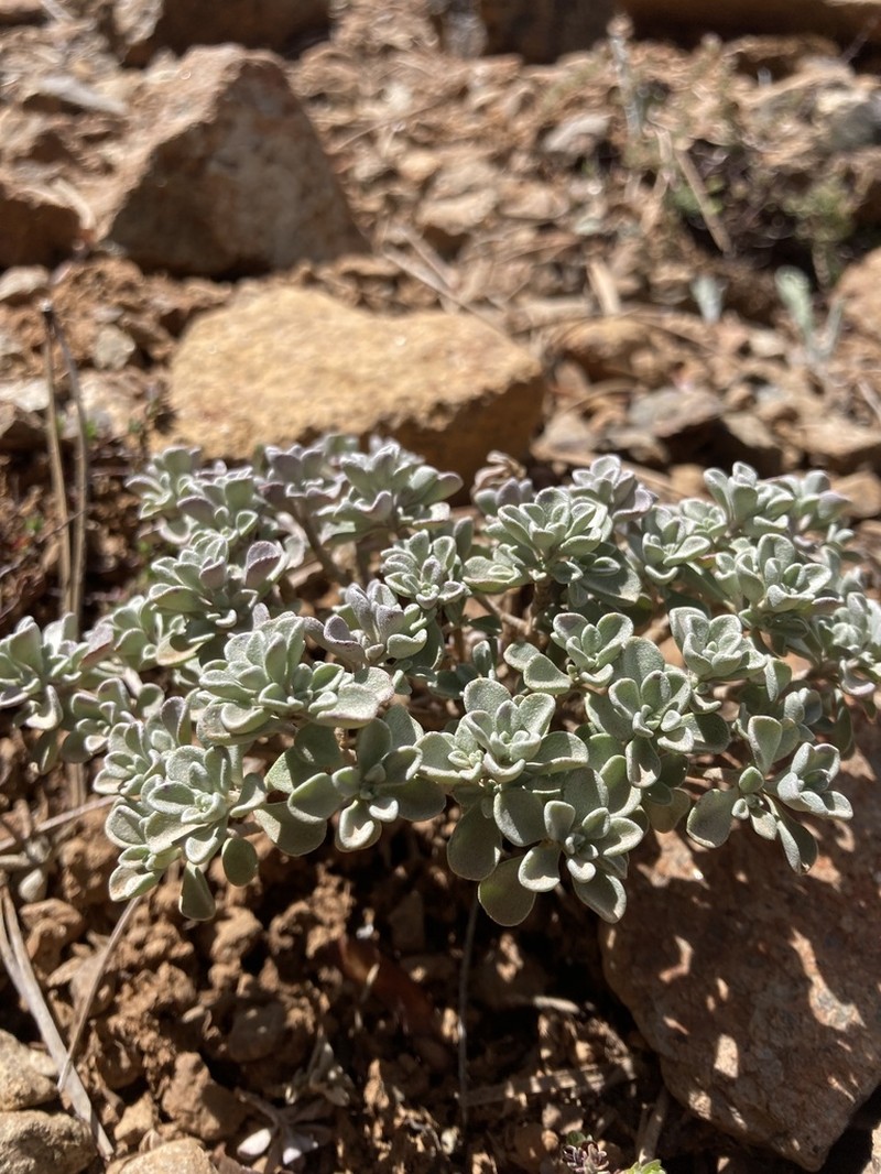 Odontarrhena troodi photo 7
