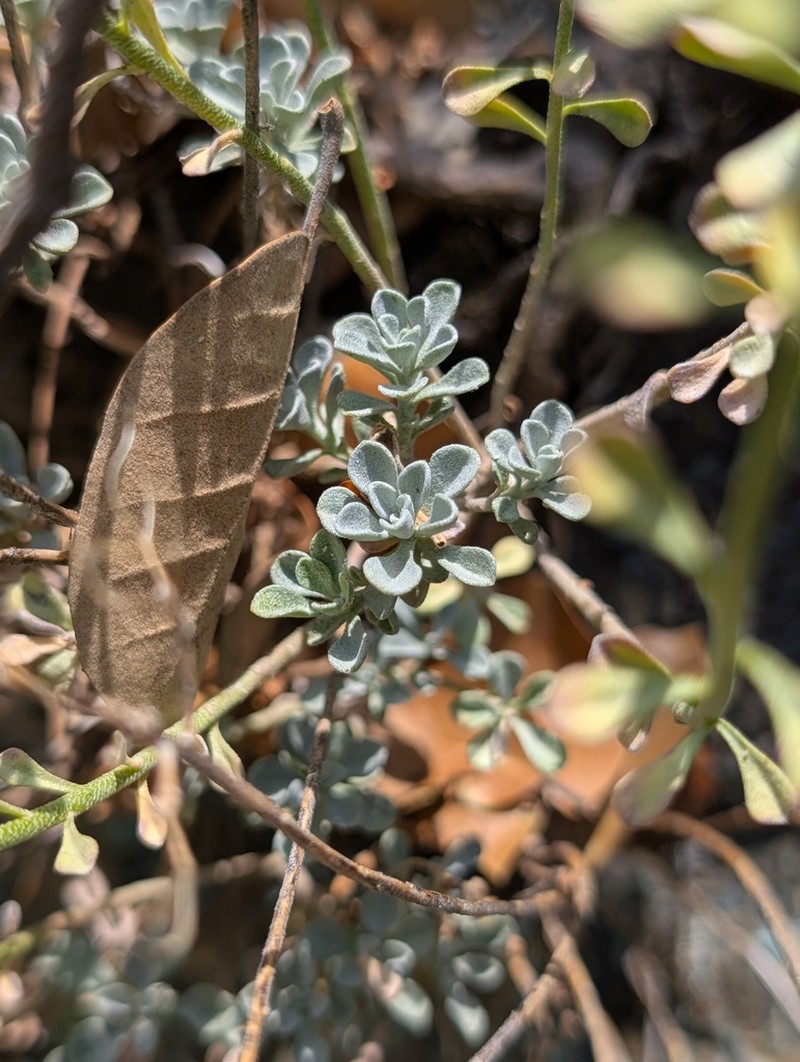 Odontarrhena troodi photo 8