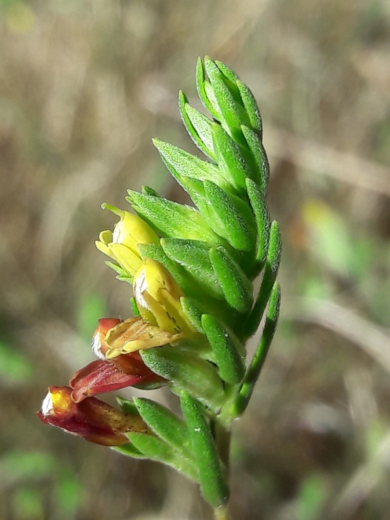 Odontitella virgata