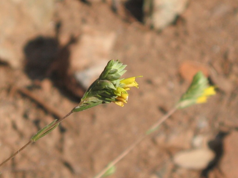 Odontitella virgata photo 3