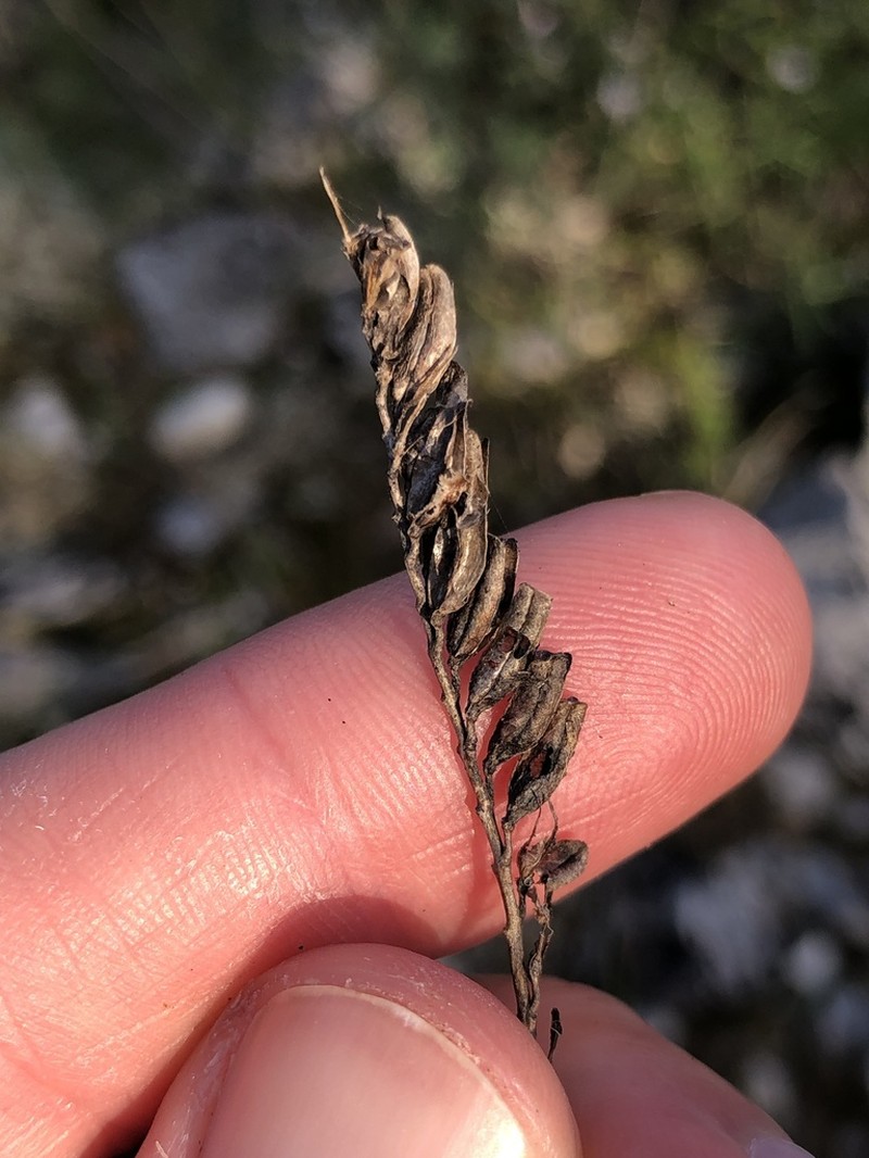 Odontitella virgata photo 5